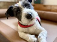 Süße Daisy sucht ihr eigenes Körbchen - Dittelbrunn
