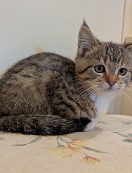 Süsse mix katzen,Maine coon,Perser,ekh - Kyritz