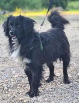 Diego, freundlicher Hund sucht Zuhause - Unterföhring