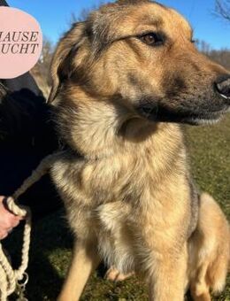 Freundlicher BURBON sucht sein Zuhause❤️ - Saarbrücken