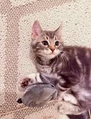 5 süße BKH Kitten zu verkaufen 🐾 in 10369