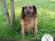 Chip 248936: Sucht ein Zuhause - Kirchzell