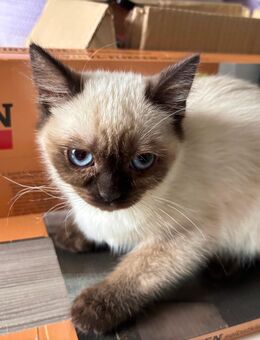 BKH / Siam kitten langhaar - Peine