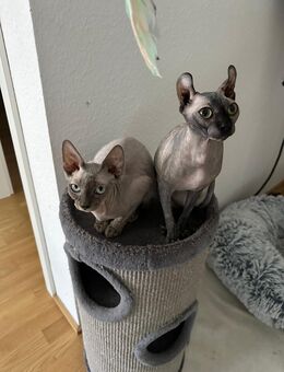 2 Canadian Sphynx Mädchen suchen ein neues liebevolles zu Hause - Moers