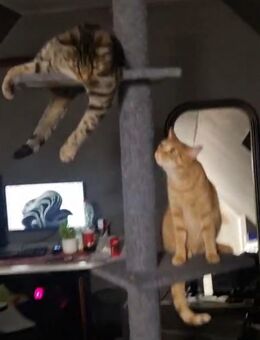 2 Katzen abzugeben - Mönchengladbach