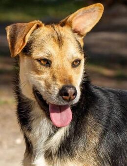 Sabiondo ist ein Traumhund - Donaueschingen