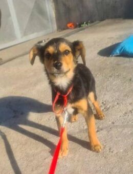 BOJAN 😍 will mit dir rumkaspern - Mylau