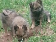 Entzückende Pomchi Welpen - Burkardroth