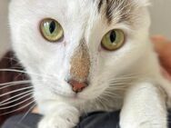 NOTFALL ❣️Nasuc - süßes 😻 Katerchen❣️ - Eislingen (Fils)
