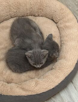 2 süße kitten zu verkaufen - Kieselbronn