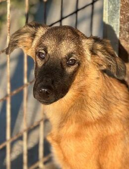 FIDELLA ~ liebevolle Welpenmaus - Duisburg