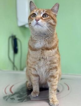 🐾Geschwister Mike & Molly🐾 - Eislingen (Fils)