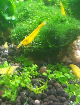 Zwerggarnelen gelb, Yellow, yellow stripe - Schulzendorf