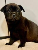 Absofort Auszugbereit Chow/Chow - Bulldogge Mix Hündin in 55252