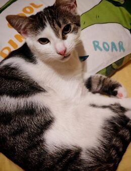 Neugieriger Mishko - Ellerbek