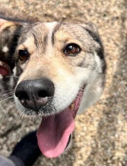 Betty mit großem Herz (E) - Ludwigshafen (Rhein)