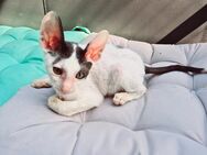 Cornish Rex Kater aus Championlinien mit Stammbaum - Sulzbach-Rosenberg