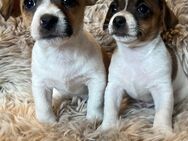 Jack Russel Welpen - Gronau (Westfalen) Zentrum