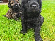 Cocker Spaniel Pudel Mix - Schwielochsee