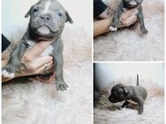 American Bully Babys - Richtenberg