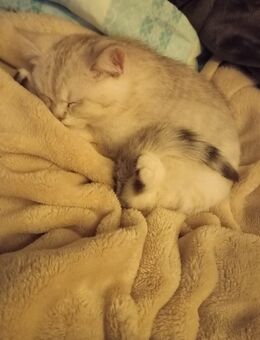 Kitten sucht neues Zuhause - Essen