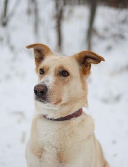 tolle Labrador Mix Kira - Augsburg
