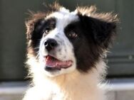 Ben liebt Spielen, Toben, Küsschen geben - Mettmann