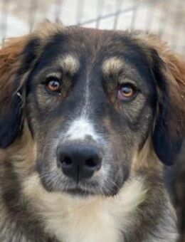 Blue, geb. ca. 10/2024, GRIECHENLAND - Markdorf