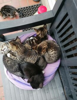 BKh & BLH mix, Kitten, Katzenbabys, ab 23. 7 abzugeben - Hamburg Harburg