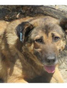 Tomir - Pflegestelle oder Zuhause gesuch - Oberwies