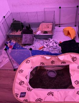 dringlich 3 Hasen/Kanninchen abzugeben Paltz vor Preis - Grebenstein