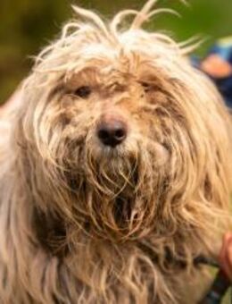 Happydog - Marsberg