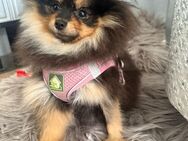 Pomeranian Boo Welpen - Sindelfingen