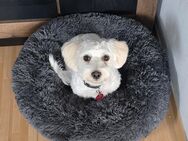 Malteser Bichon Mix - Recke