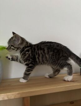 Katerchen EKH Mix Junge - Reiskirchen