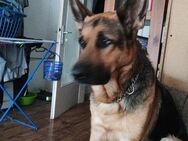 Deutsche Schäferhündin sucht neues Zu Hause - Wolfenbüttel