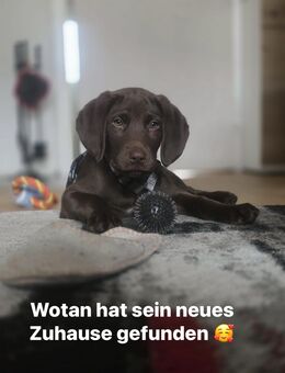 4 Buben & 3 Mädels Labrador – Weimaraner Mix - Brunn (Mecklenburg-Vorpommern)