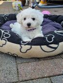 Bichon Frisé Welpen in 21354