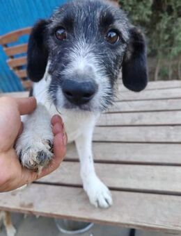 Nina, fröhlicher Sonnenschein, ca. 7 Mon - Vaterstetten