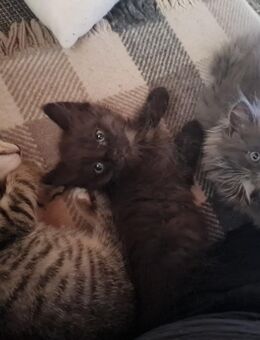 Süße, verspielte Kätzchen suchen ein liebevolles Zuhause 🐾 - Sinzig