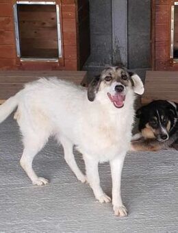 Aurica - sensible Hündin - Tettau (Bayern)