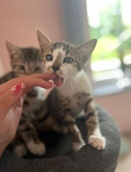 Bengal-mix Katzen 12 wochen - Neusäß
