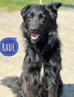 Rade ein Traum von Hund - Flörsheim-Dalsheim