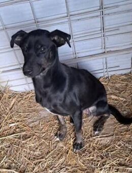 Tessa - freundlich und verspielt - Dreikirchen