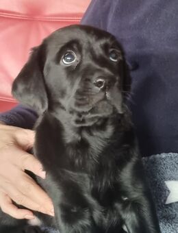 Zauberhafte Labradorwelpen - Burg Stargard