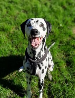 Askan, sanftmütiger Dalmatiner geb. 2021 - Remagen