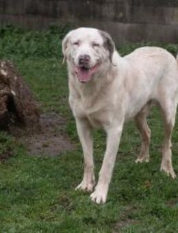 Rui - taub aber voller Liebe - Berlin