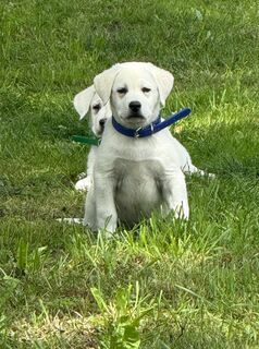 Weisse Labradorwelpen o.P. zu verkaufen