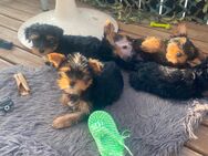 Yorkshire Terrier Welpen - Greven Zentrum