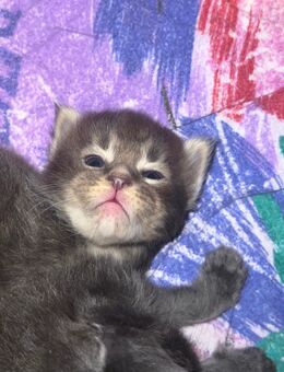 Reinrassige Maine Coon Kitten - Thalfang